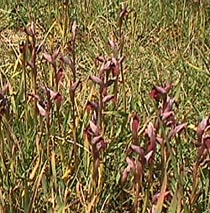 serapis in lawn.JPG (37479 bytes)