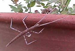 sick insect.JPG (15769 bytes)