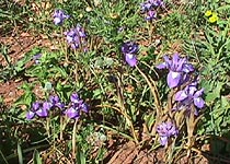 small iris.JPG (31610 bytes)