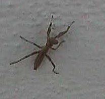 small mantis.JPG (8706 bytes)