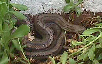 snake.JPG (33623 bytes)