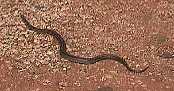 snakemove.JPG (35332 bytes)