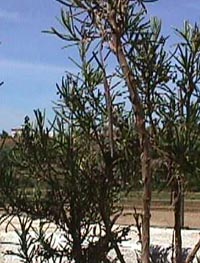 stick rosemary.JPG (27359 bytes)