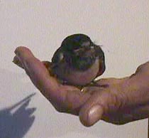 swallow in house.JPG (10096 bytes)