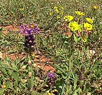tassel hyacinth.JPG (39742 bytes)