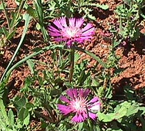 thistle.JPG (37536 bytes)