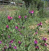 vipers bugloss.JPG (38972 bytes)