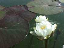 waterlilies.JPG (9838 bytes)