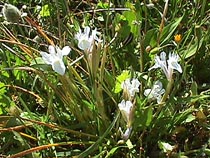 white iris.JPG (28722 bytes)