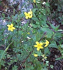 wild jasmin.JPG (39260 bytes)