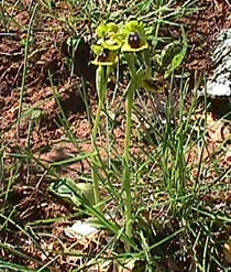 bee orchid yellow.JPG (41647 bytes)