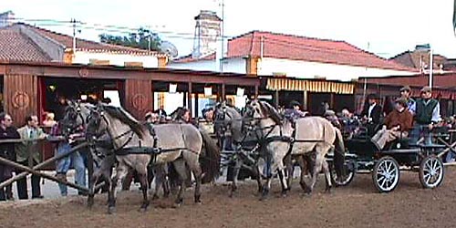 4 sorraias in hand.JPG (45140 bytes)