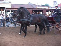 Lusitano driving pair.JPG (15418 bytes)