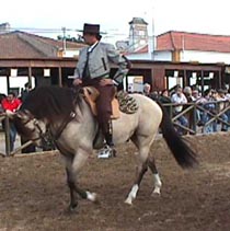 Mucho cavaleiro.JPG (20091 bytes)