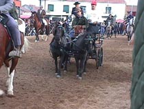 Shetland pair.JPG (17327 bytes)