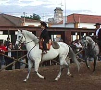 Small boy and stallion.JPG (18297 bytes)