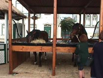 Stud horses2.JPG (15770 bytes)