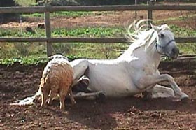 Dakarperky1.JPG (22353 bytes)