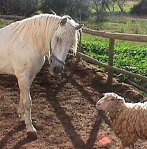 Dakarperky2.JPG (24328 bytes)