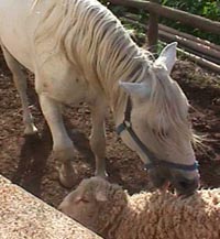 Dakarperky3.JPG (19614 bytes)