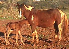 1hourold.JPG (25302 bytes)