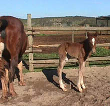 3hoursold.JPG (20106 bytes)