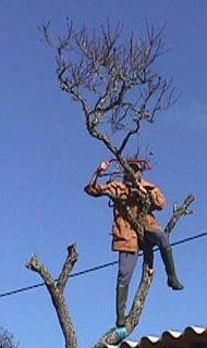 Dupatree1.JPG (15901 bytes)