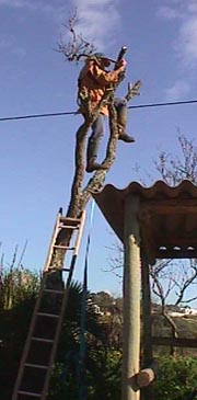 Dupatree2.JPG (19351 bytes)