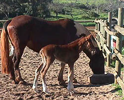 Mother and Daughter.JPG (30235 bytes)