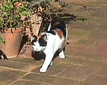 Cat Q.JPG (16989 bytes)