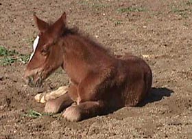 Sonha1wk.JPG (22615 bytes)