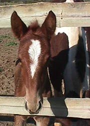 sonhadoferro.JPG (18226 bytes)