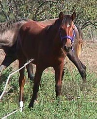 Sporting 29-9-99.JPG (27569 bytes)