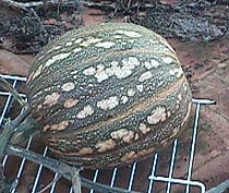 Pumpkin.JPG (26912 bytes)