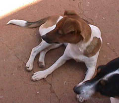 Fairy.JPG (14600 bytes)