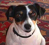 Kitty.JPG (6292 bytes)