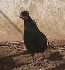 MrsBigwig.JPG (18802 bytes)