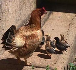 bantchuck chicks.JPG (26114 bytes)