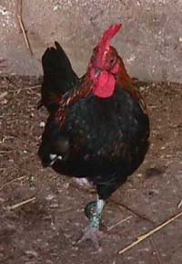 cockerel.JPG (15497 bytes)