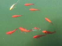 fish in april.JPG (5860 bytes)