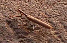 mantis.JPG (20772 bytes)