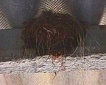swallows nest.JPG (17476 bytes)