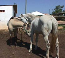 Dakar and Natasha.JPG (16177 bytes)