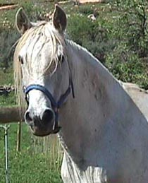 Dakar paddock.JPG (21617 bytes)