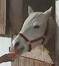 MissSarah.JPG (13801 bytes)