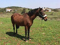 Rama at Raposeira.JPG (19821 bytes)