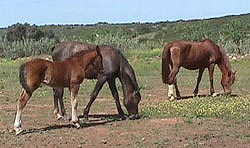 S,L andD.JPG (19048 bytes)