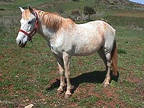 Tania at Raposeira.JPG (21975 bytes)