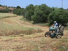 5cut hay.JPG (21445 bytes)