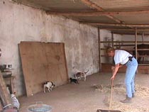 Getting ready for Hay.JPG (12224 bytes)